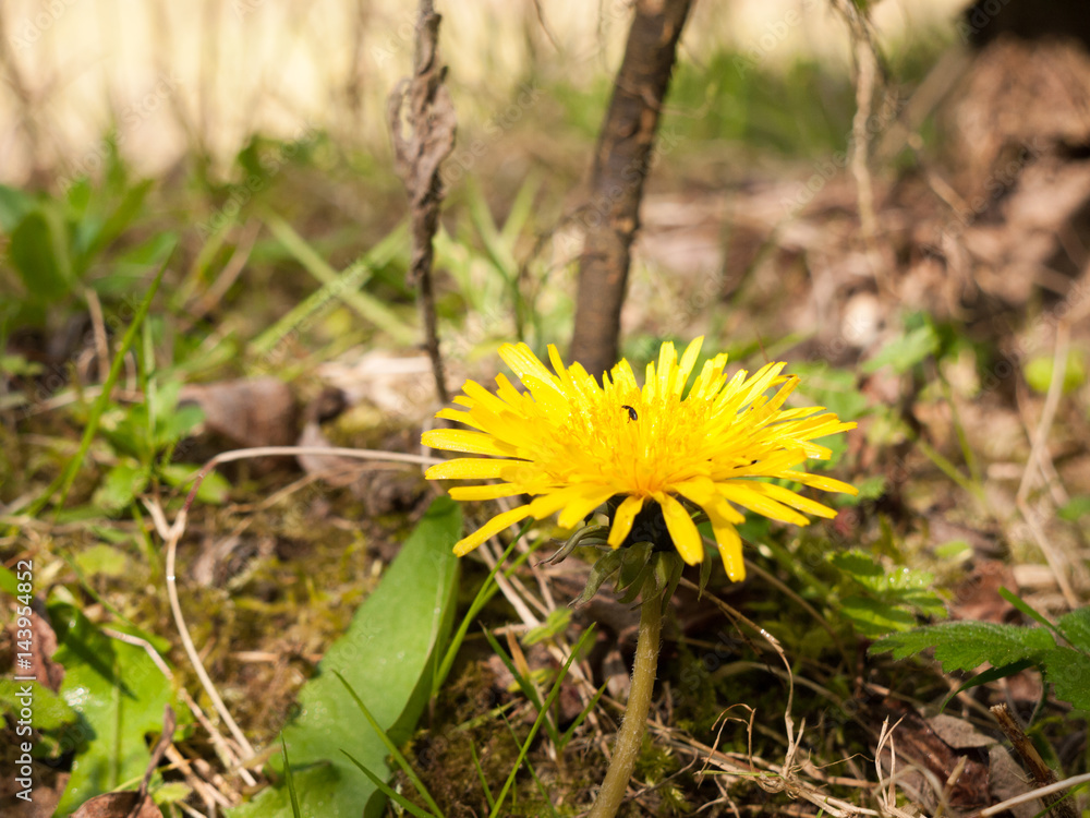 Lovely Shot of A Yellow Dandelion on the Forest Floor Lovely Shot of A Yellow Dandelion on the Forest Floor