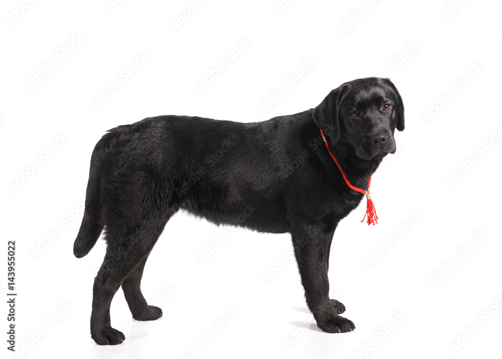Black golden labrador retriever dog isolated on white background. Studio shot. Black golden labrador retriever dog isolated on white background. Studio shot.