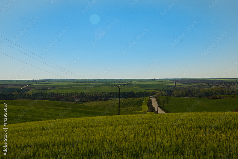 campo verde con cielo azul y camino y poste de luz