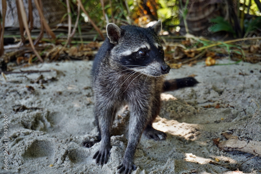 Naklejka premium Waschbären 