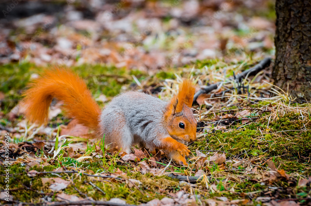 Red squirrel in the forest eating nuts and acorns Red squirrel in the forest eating nuts and acorns