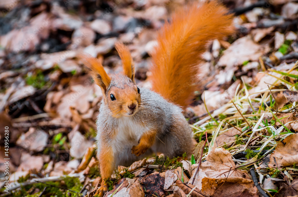 Red squirrel in the forest eating nuts and acorns Red squirrel in the forest eating nuts and acorns