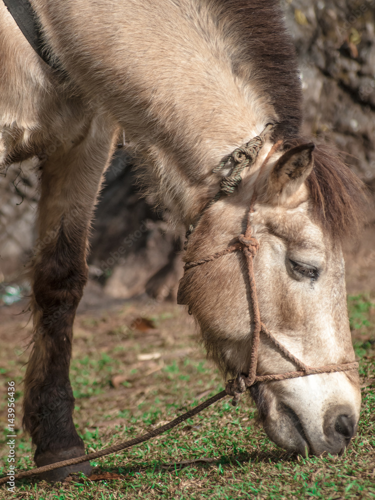 Head of brown horse