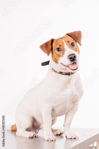 Jack Russell Terrier sitting in front of white background