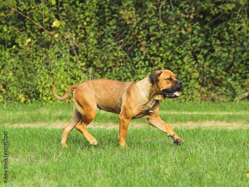 Fototapeta Naklejka Na Ścianę i Meble -  Portrait of Corso Dog, Italian breed of dog