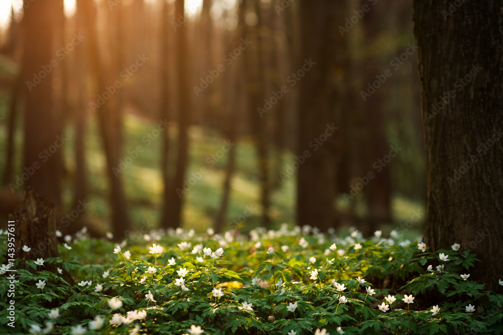 Obraz premium Wiosenne przebudzenie kwiatów w lesie na tle słońca