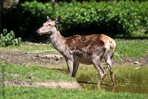 Rothirsch - Cervus elaphus