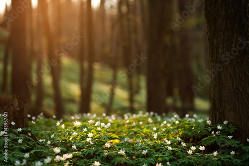 Spring awakening of flowers in forest on background of sunshine
