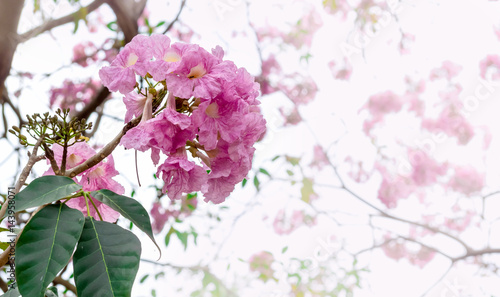 Pink flower with blur background , Pink trumpet tree ,Tabebuia rosea photo