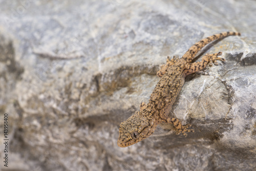 Specimen of common gecko belonging to the species Tarentula mauritanica on the rock in the daily hours. photo