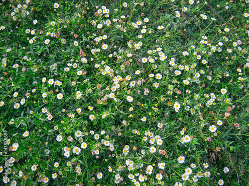 chamomile field