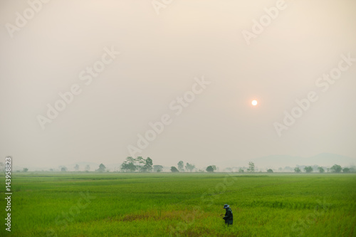 rice fields. Green nature landscape. Paddy jasmine rice fields.
