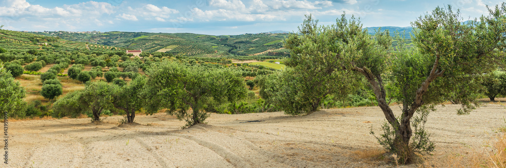 Obraz premium Olive plantation Greece, Europe