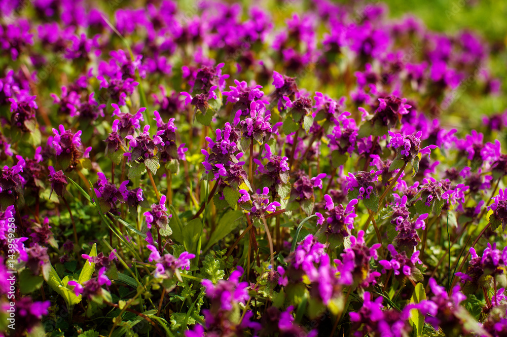 Wild thyme Thymus serpyllum . A dense group of purple flowers of this aromatic herb in the family Lamiaceae Wild thyme Thymus serpyllum . A dense group of purple flowers of this aromatic herb in the family Lamiaceae