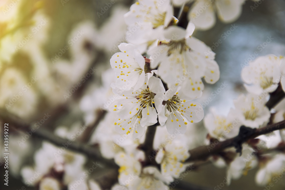 Pink apricot blossom in spring beautiful natural outdoor blooming Pink apricot blossom in spring beautiful natural outdoor blooming
