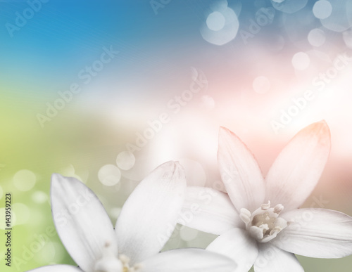 purpure image of the white flowers