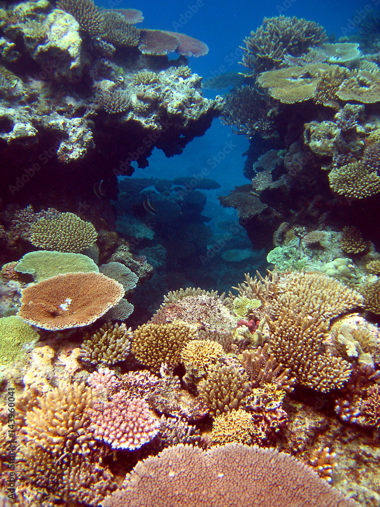 Obraz premium Hard Coral Reef off the waters of Matamanoa Island, Fiji