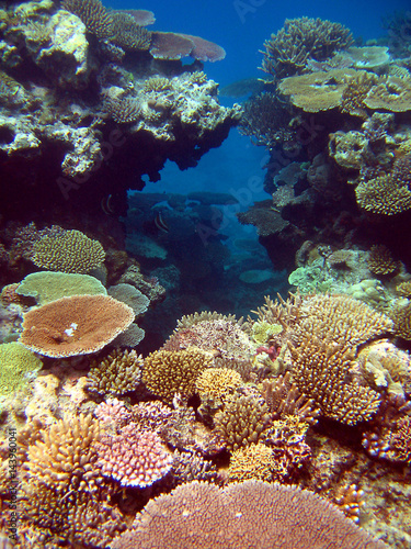 Fototapeta Naklejka Na Ścianę i Meble -  Hard Coral Reef off the waters of Matamanoa Island, Fiji