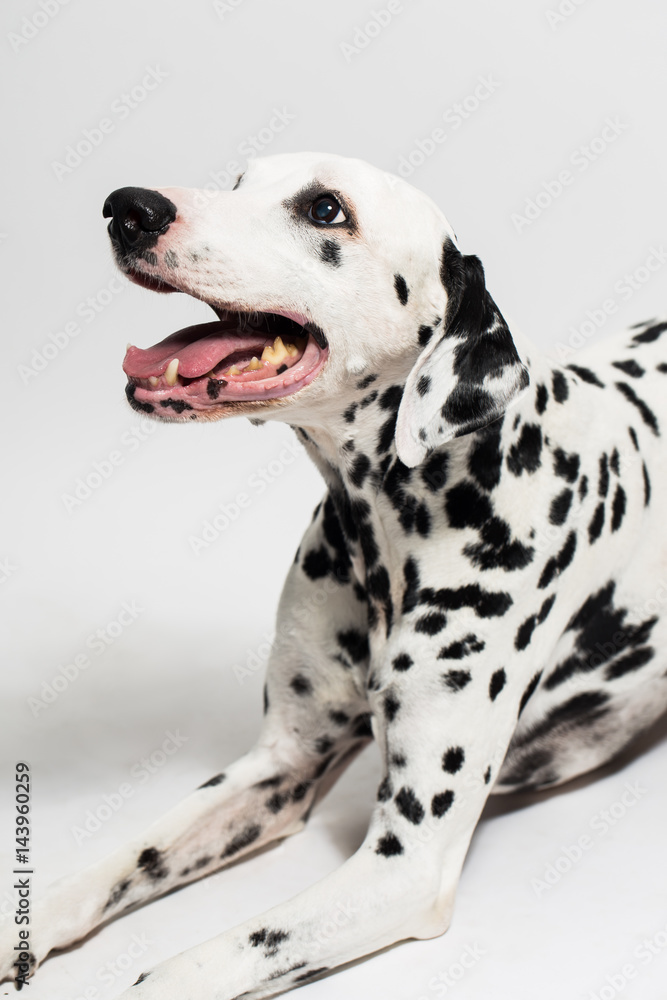 Dalmatian breathing with mouth
