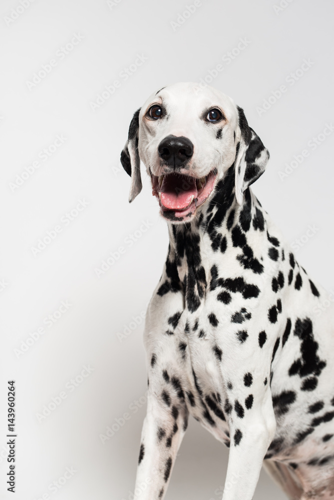 Dalmatian breathing with mouth