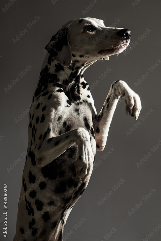 Purebred Dalmatian in studio