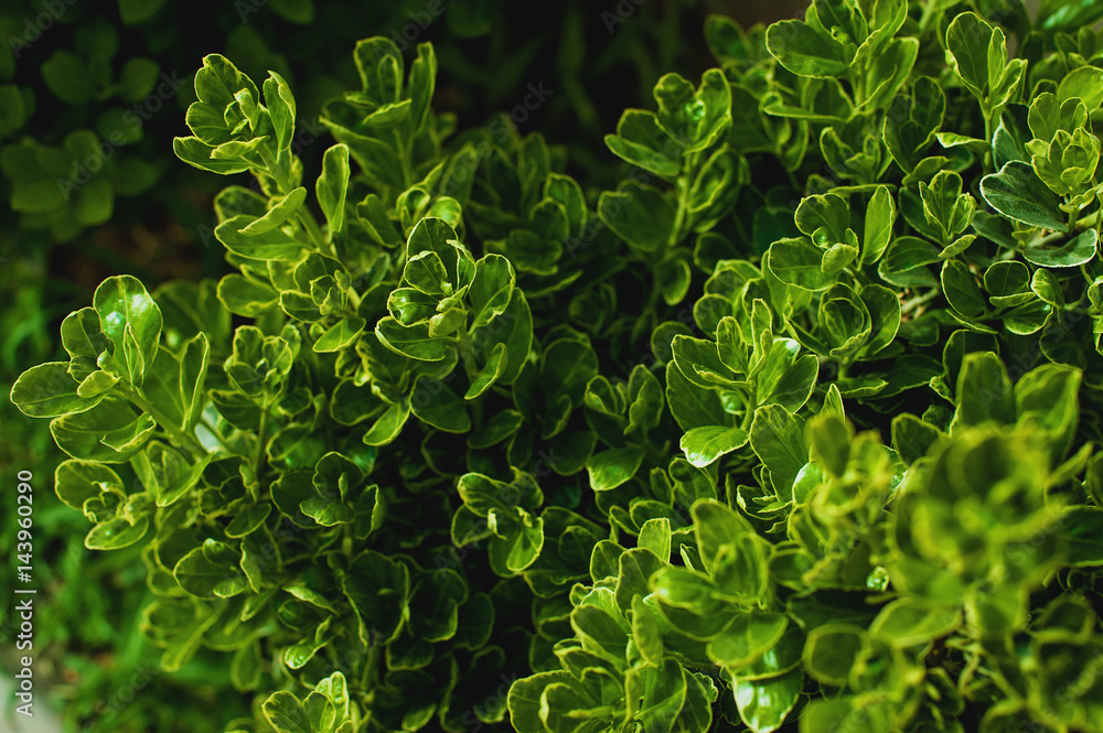 Creative layout made of green leaves. Flat lay. Nature background Creative layout made of green leaves. Flat lay. Nature background