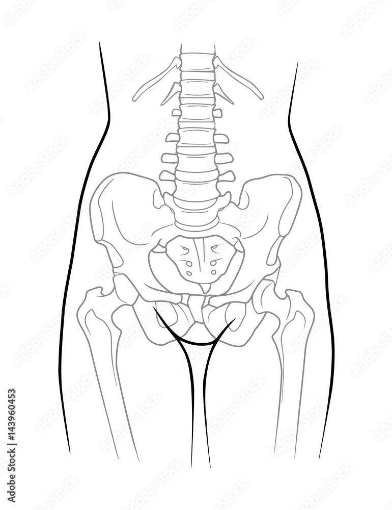 The structure of the lumbar spine, pelvic girdle, lower extremity belt of  the female skeleton, front view. Isolated on white background Stock Vector