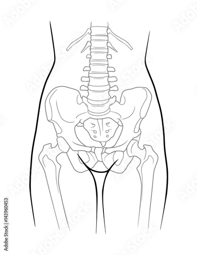 The structure of the lumbar spine, pelvic girdle, lower extremity belt of the female skeleton, front view. Isolated on white background