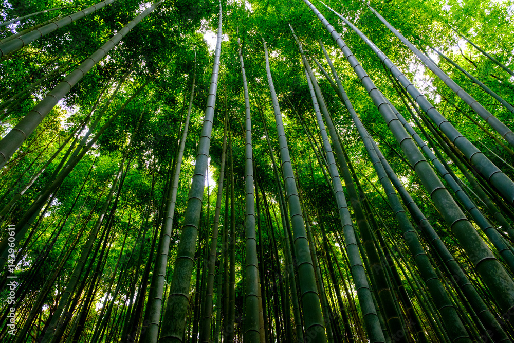Bamboo Forest in Japan, Arashiyama, Kyoto Bamboo Forest in Japan, Arashiyama, Kyoto