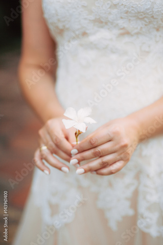 Oleander flower in the girl's hands. Wedding in Montenegro