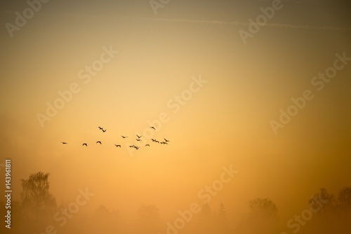A flock of cormorants flies over the misty land