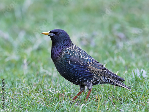 Common starling (Sturnus vulgaris) © dennisjacobsen