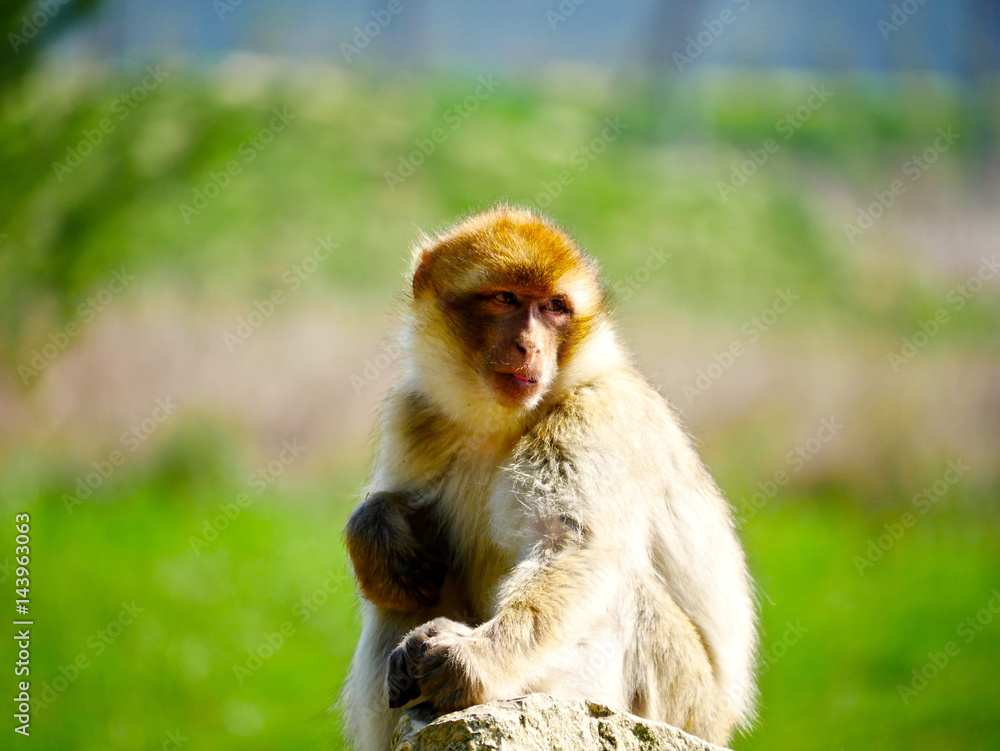 Macaque de Barbarie