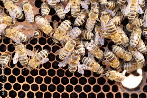 Bienen beim Nestbau