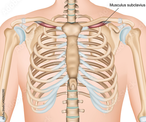 Musculus subclavius medical vector illustration photo