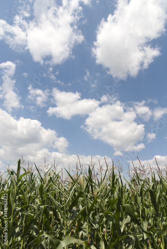 Corn field with blue cloudy sky