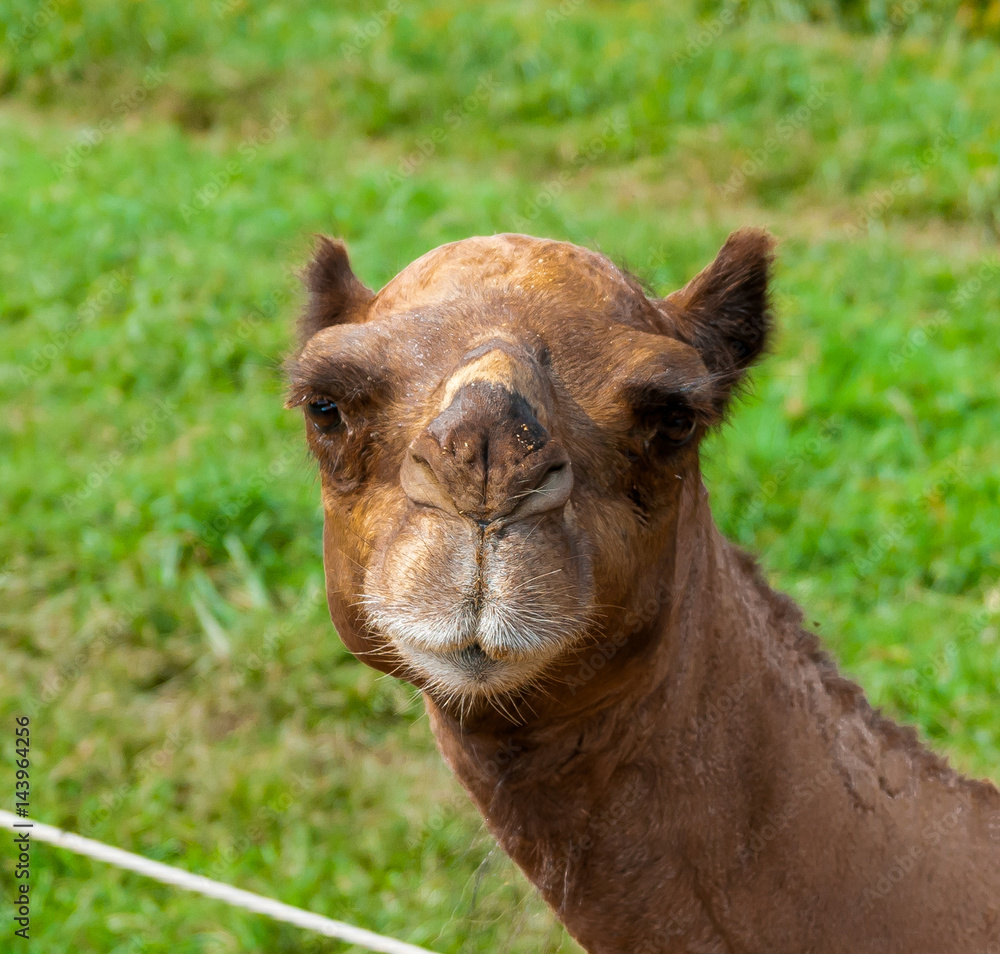 Close-up of camel's face