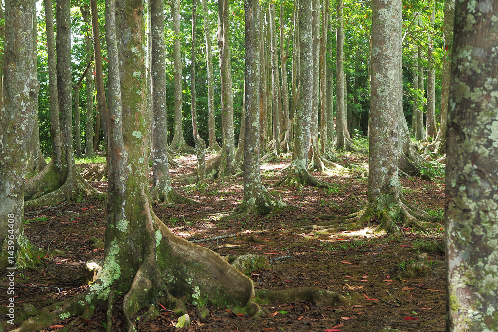 Rudraksha trees of the Sanctuary Forest