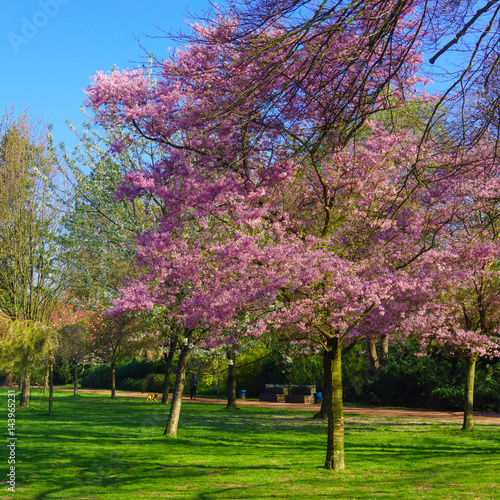 beautiful Spring background
