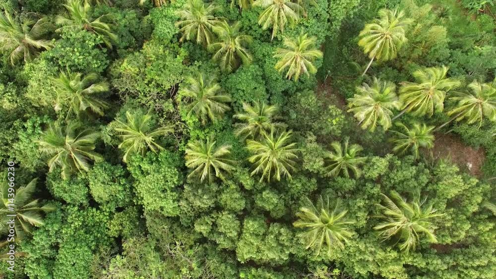 Coconut trees in the jungle filmed with drone