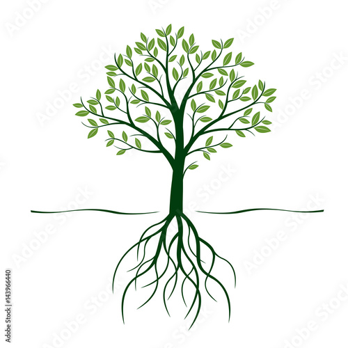 Green Tree with Roots and Leafs. Vector Illustration.