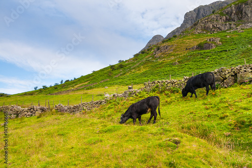 Cattle grazing in mountain valley in The Lake District National Park, Cumbria, England