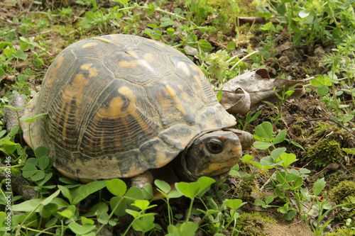 Box turtle in the woods