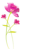 beautiful pink flowers ,isolated  on a white