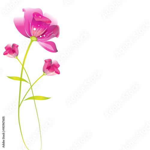 beautiful pink flowers ,isolated on a white