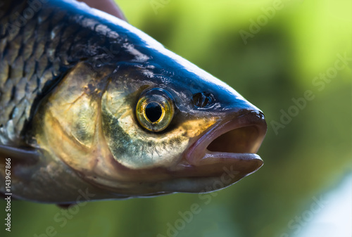 Fototapeta Naklejka Na Ścianę i Meble -  Chub fish close up caught in the river on summer.
