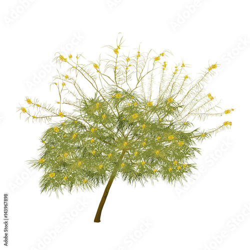 The blossoming acacia in the summer