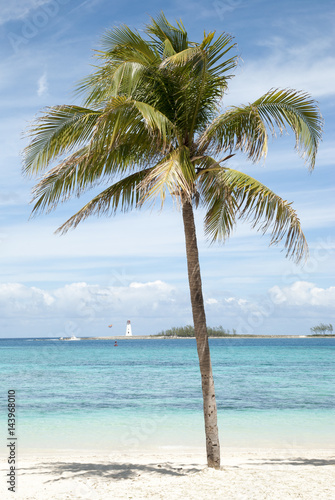 Fototapeta Naklejka Na Ścianę i Meble -  Nassau Palm Tree