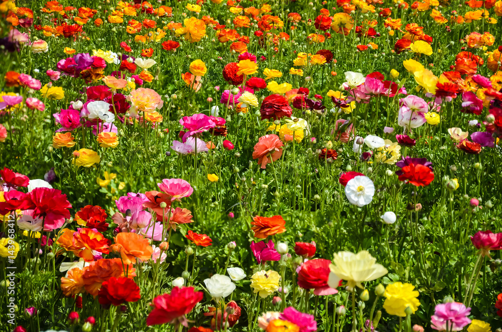 Ranunculus field