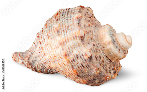 Seashell rapana side view